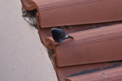 Phoenicurus ochruros