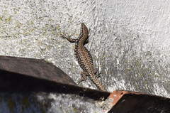 Podarcis muralis maculiventris
