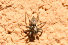 Menemerus semilimbatus