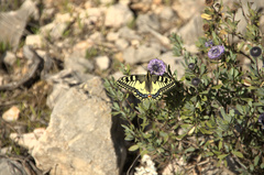 Papilio machaon