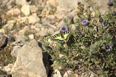 Papilio machaon