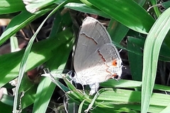 Arzecla tucumanensis