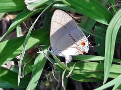 Arzecla tucumanensis