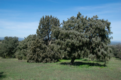 Juniperus oxycedrus badia