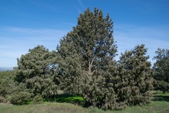 Juniperus oxycedrus badia