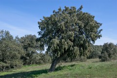 Juniperus oxycedrus badia