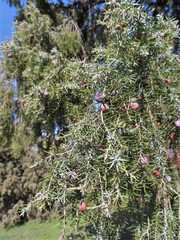 Juniperus oxycedrus badia