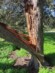 Juniperus oxycedrus badia