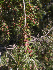 Juniperus oxycedrus badia