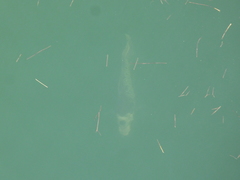 Osphronemus goramy
