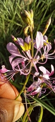Cleome maculata