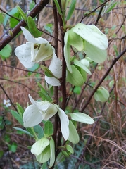 Asimina reticulata