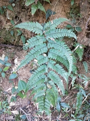 Athyrium clivicola