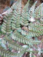 Athyrium clivicola