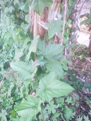 Momordica cochinchinensis