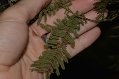 Acacia oshanesii