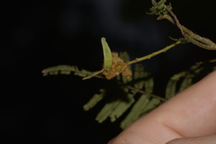 Acacia oshanesii