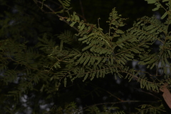 Acacia oshanesii