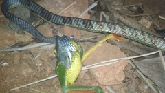 Dendrelaphis grandoculis