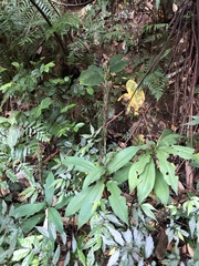Habenaria pantlingiana