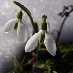 Galanthus plicatus