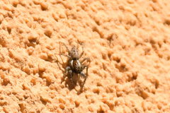 Menemerus semilimbatus