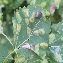 Phyllonorycter sagitella