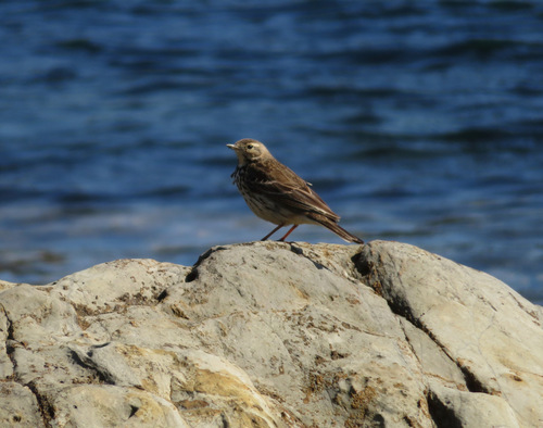 Siberian Pipit (Anthus japonicus), photo 6