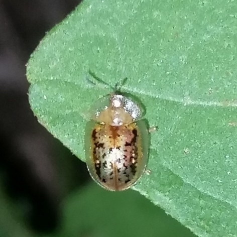 Agroiconota stupidula
