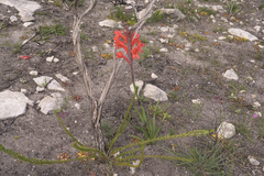 Watsonia schlechteri
