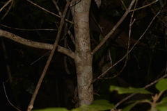 Gmelina leichhardtii