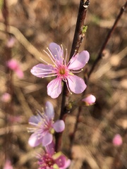 Prunus pogonostyla