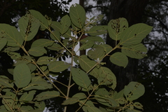 Gmelina leichhardtii