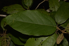 Gmelina leichhardtii