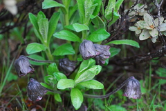 Mandragora caulescens