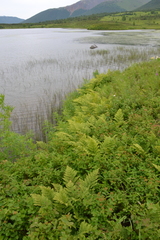 Spiraea beauverdiana