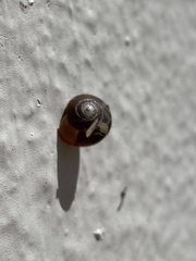 Euconulidae