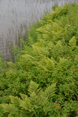 Spiraea beauverdiana