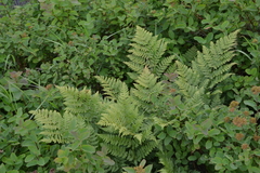 Spiraea beauverdiana