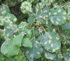 Phyllonorycter sagitella