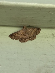 Polydesma boarmoides