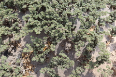 Tiquilia hunteri