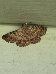 Polydesma boarmoides