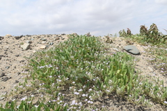 Exodeconus pusillus