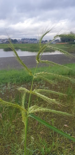 Echinochloa stagnina image