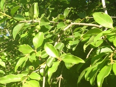 Psidium sartorianum