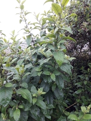 Iochroma arborescens