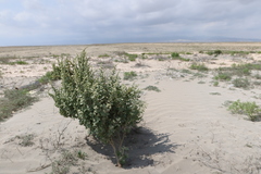 Atriplex rotundifolia