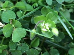 Stellaria media
