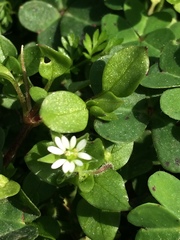 Stellaria media